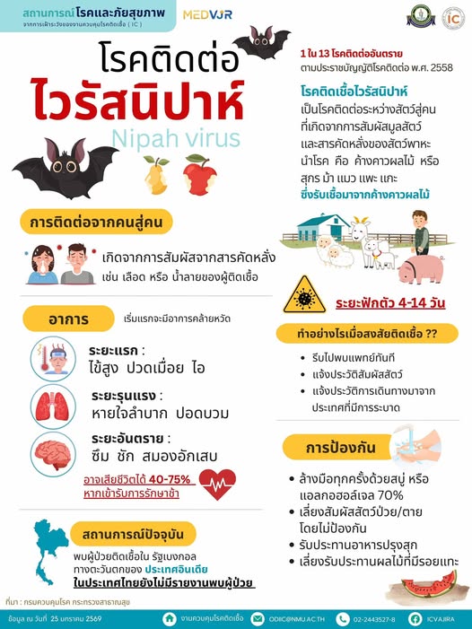 ❗️ไวรัสนิปาห์❗️
1 ใน 13 โรคติดต่ออันตราย ตามพระราชบัญญัติโรคติดต่อ พ.ศ. 2558
🧐โรคติดเชื้อไวรัสนิปาห์ เป็นโรคติดต่อระหว่างสัตว์สู่คน ที่เกิดจากการสัมผัสมูลสัตว์ และสารคัดหลั่งของสัตว์พาหะนำโรค คือ ค้างคาวผลไม้ หรือ สุกร ม้า แมว แพะ แกะ ซึ่งรับเชื้อมาจากค้างคาวผลไม้
🫁 อาการ : เริ่มแรก : ไข้สูง ปวดเมื่อย ไอ > ระยะรุนแรง : หายใจลำบาก ปอดบวม และระยะอันตราย : ซึม ชัก สมองอักเสบ อาจเสียชีวิตได้หากเข้ารับการรักษาช้า
😷การติดต่อ : จากคนสู่คน เกิดจากการสัมผัสกับสารคัดหลั่ง เช่น เลือด หรือน้ำลายของผู้ที่ติดเชื้อ
💦✅การป้องกัน : ล้างมือทุกครั้งด้วยสบู่ หรือแอลกอฮอร์เจล 70% เลี่ยงสัมผัสสัตว์ป่วย/ตาย โดยไม่ป้องกัน รับประทานอาหารปรุงสุก และเลี่ยงรับประทานผลไม้ที่มีรอยแทะ
ด้วยความห่วงใย💙